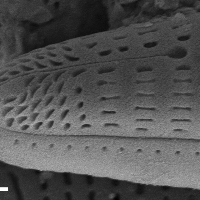 Rhoicosphenia californica SEM4