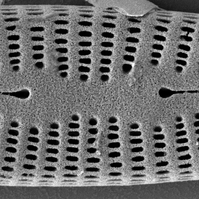 Rhoicosphenia stoermeri SEM4