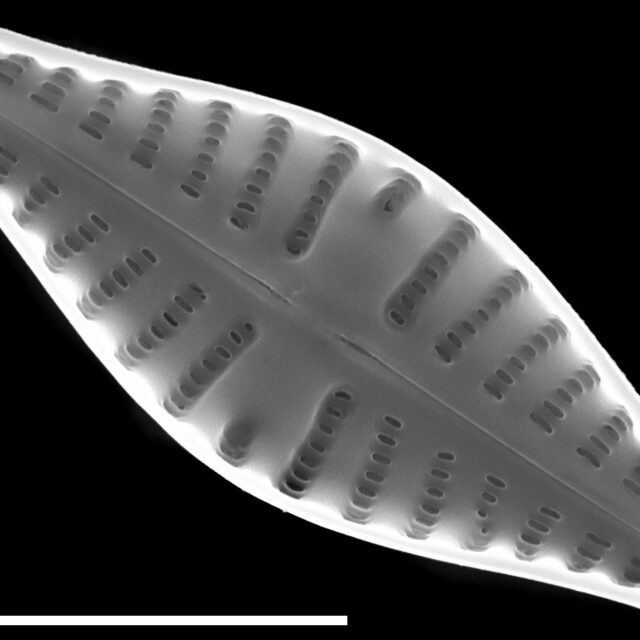 Hippodonta gravistriata SEM1