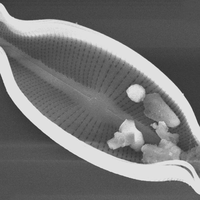 Cosmioneis hawaiiensis SEM1