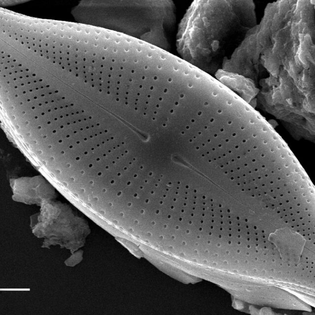 Cosmioneis reimeri SEM1