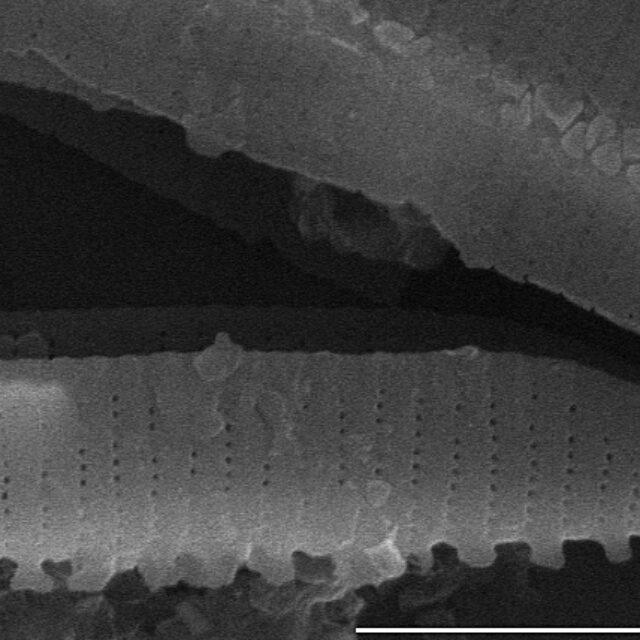 Fragilariforma nitzschioides SEM4