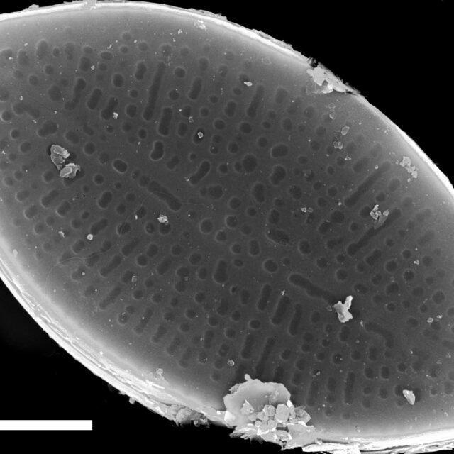 Nupela decipiens SEM4