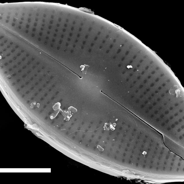 Nupela decipiens SEM2