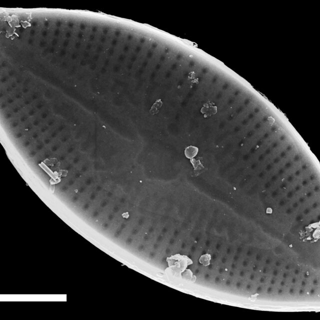 Nupela decipiens SEM3