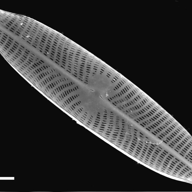 Navicula viridulacalcis subsp neomundana SEM2