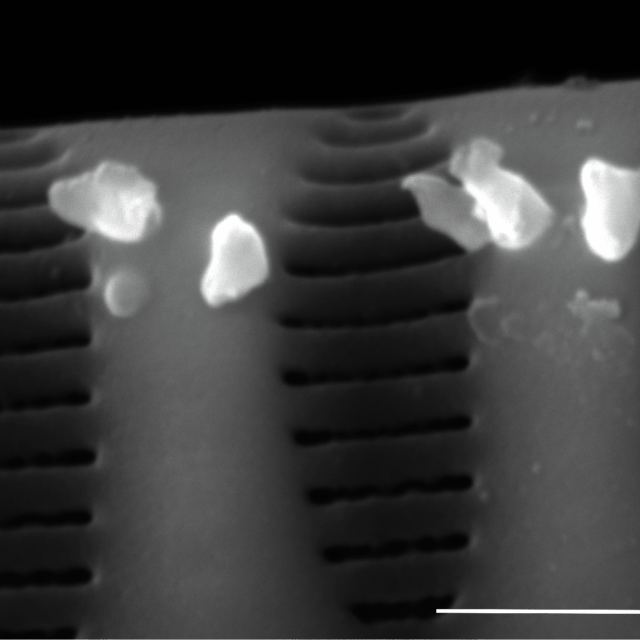 Staurosirella neopinnata SEM2