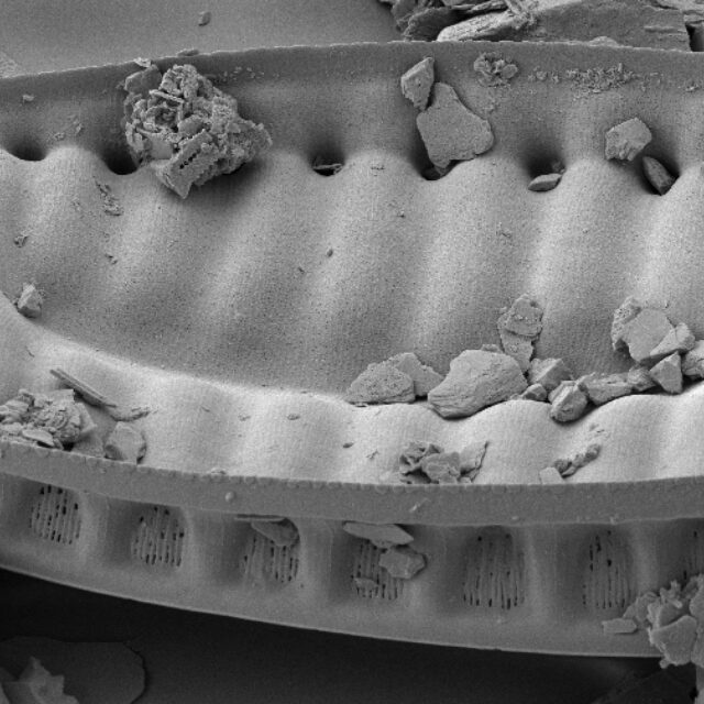 Surirella cruciata SEM3