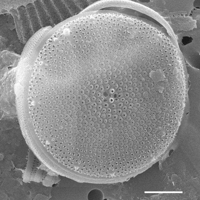 Thalassiosira minima SEM2