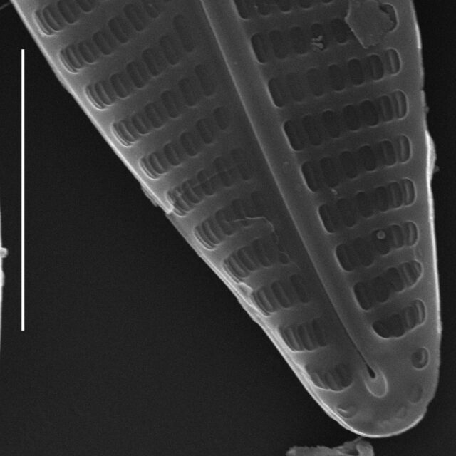 Navicula antonii SEM3