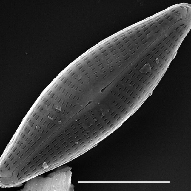 Navicula antonii SEM1