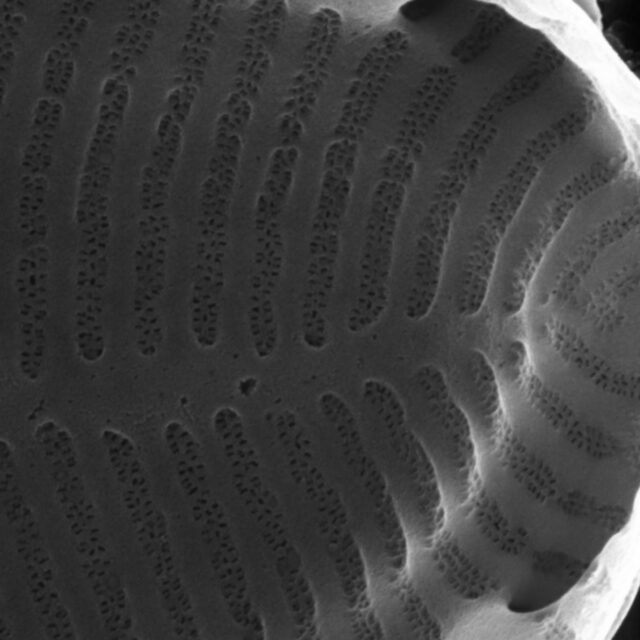 Surirella stalagma SEM1