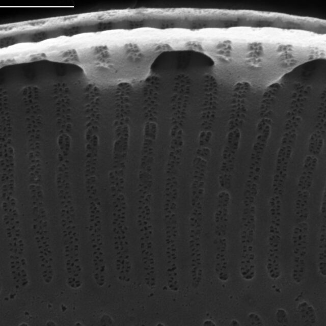 Surirella stalagma SEM2