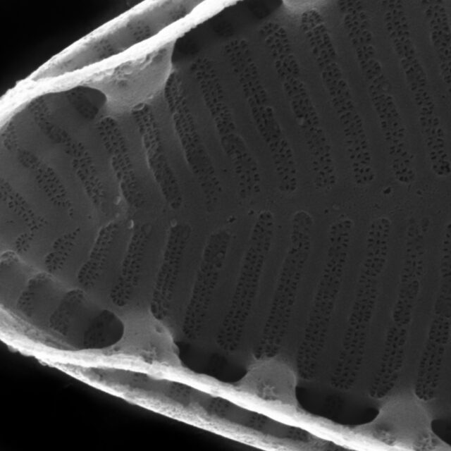 Surirella stalagma SEM3