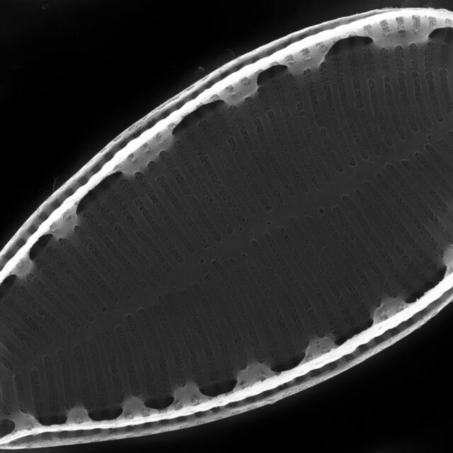 Surirella stalagma SEM4