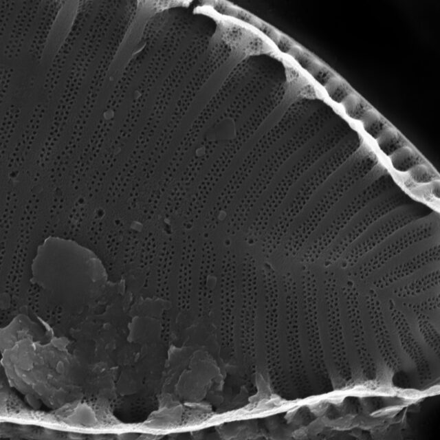 Surirella suecica SEM3