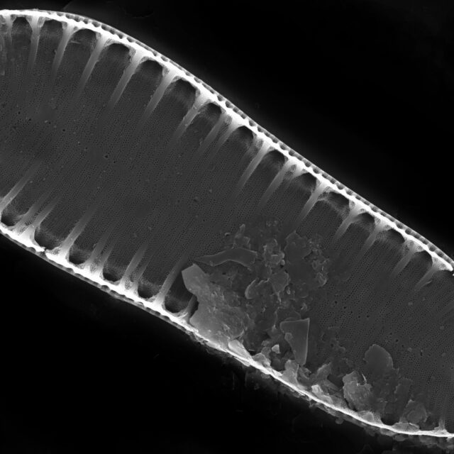 Surirella suecica SEM4