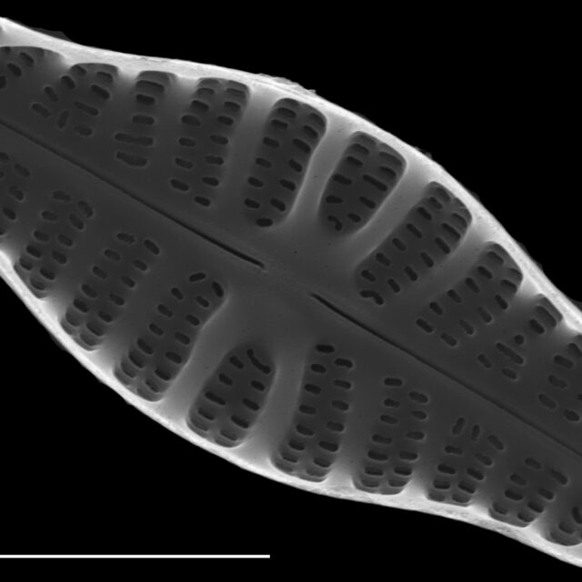 Hippodonta capitata SEM5