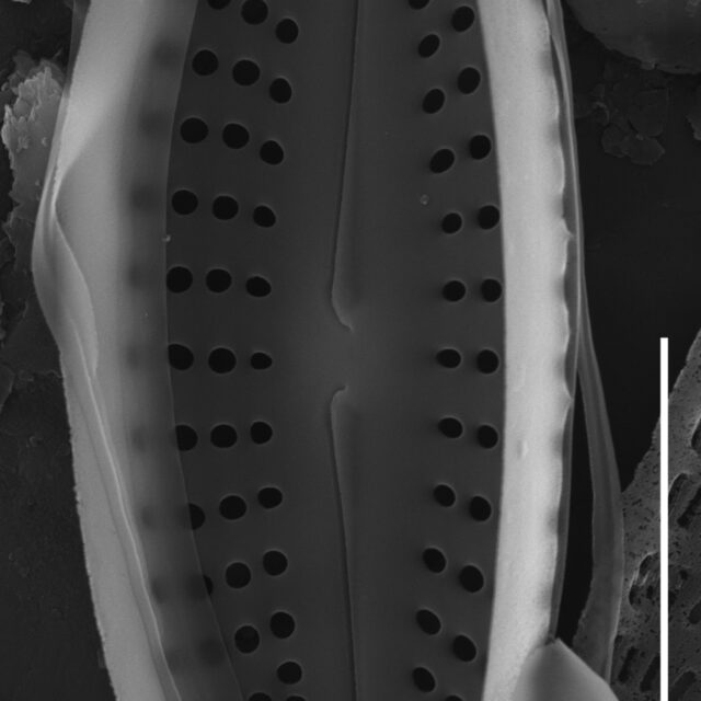 Achnanthes subhudsonis var kraeuselii SEM4