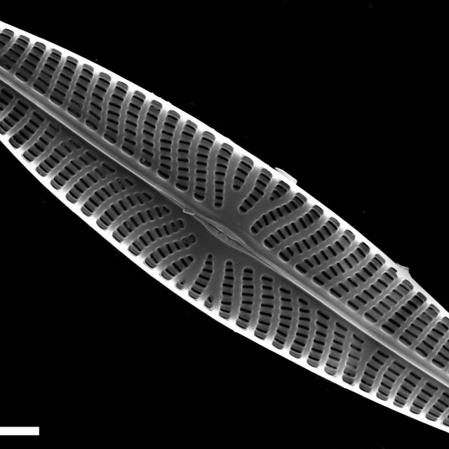 Navicula eileeniae SEM2