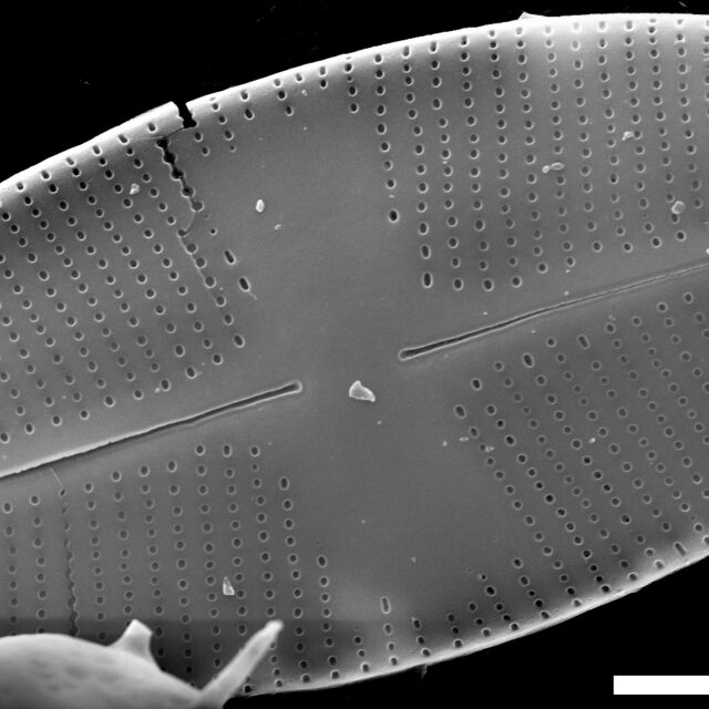 Psammothidium lacustre SEM1