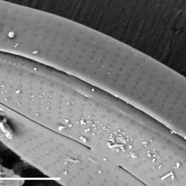 Adlafia multnomahii SEM2