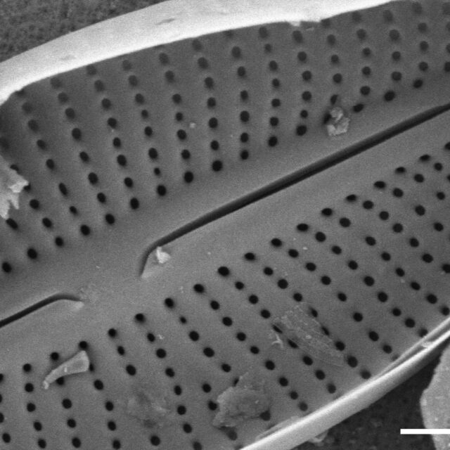 Adlafia multnomahii SEM3