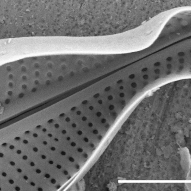 Adlafia multnomahii SEM4