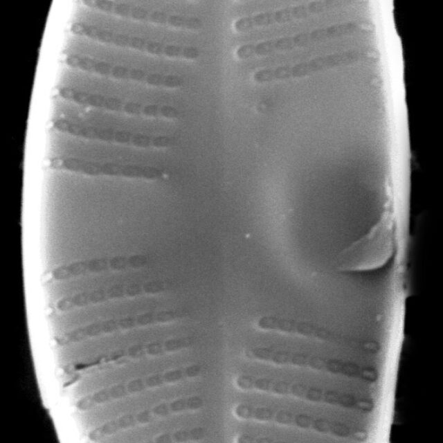 Psammothidium lauenburgianum SEM1