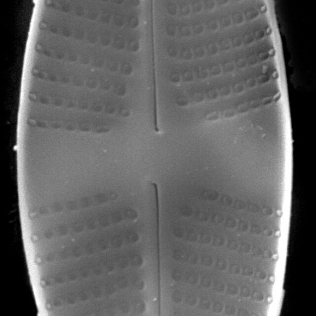 Psammothidium lauenburgianum SEM4