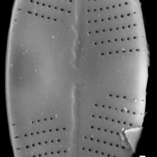 Psammothidium lauenburgianum SEM2