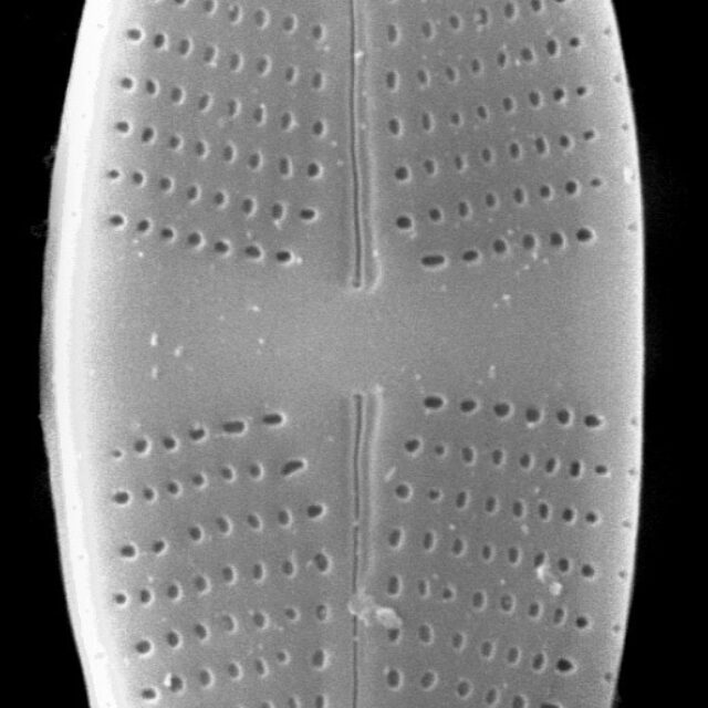 Psammothidium lauenburgianum SEM3