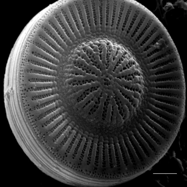 Cyclotella  Sem