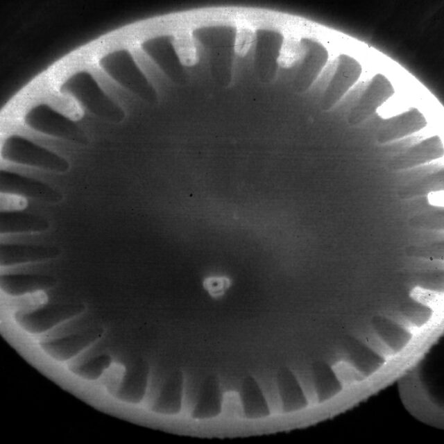 Cyclotella atomus SEM1