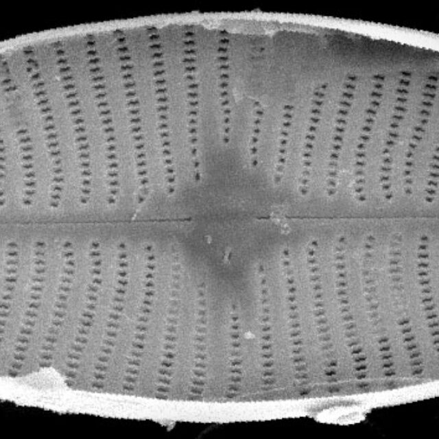 Geissleria lateropunctata SEM1