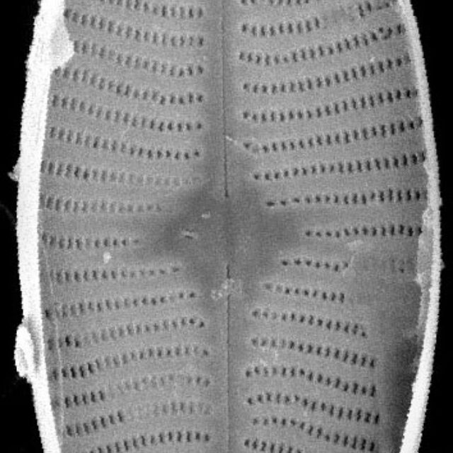 Geissleria lateropunctata SEM1