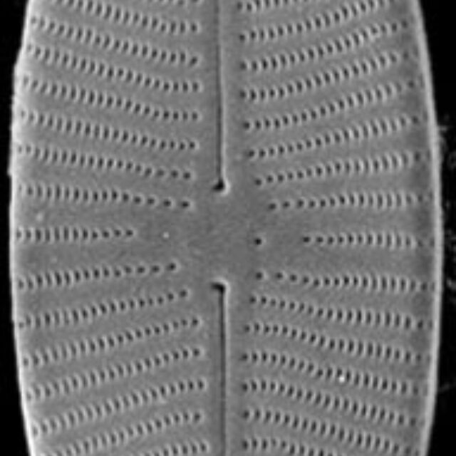 Geissleria lateropunctata SEM2