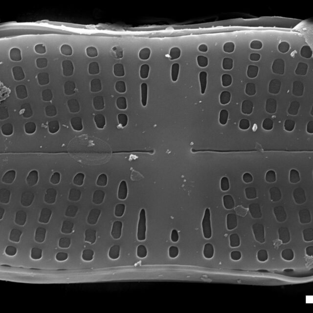 Psammothidium didymum SEM6