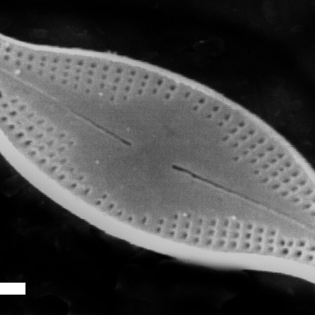 Nupela wellneri SEM1