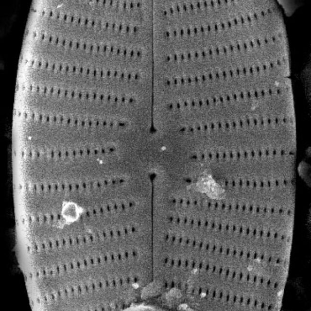 Geissleria kriegeri SEM1