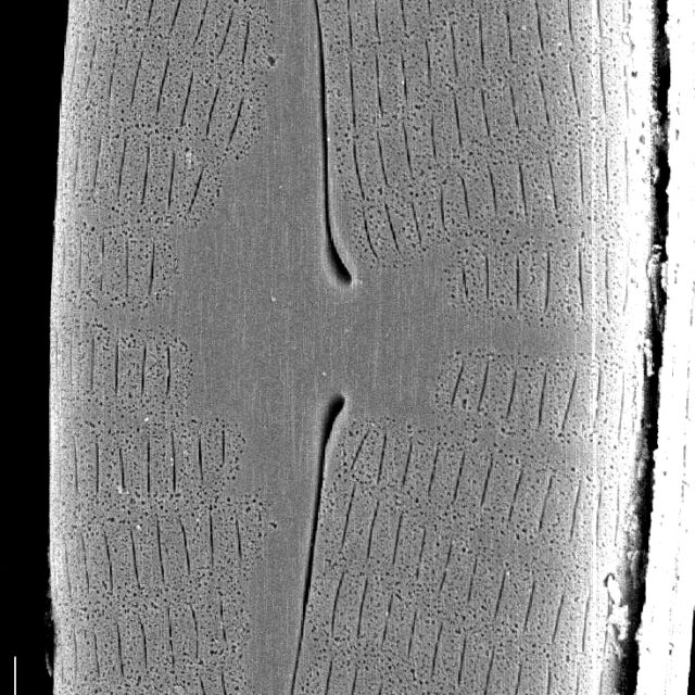 Navicula geronimensis SEM1