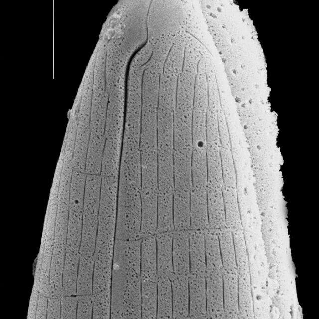 Navicula geronimensis SEM2