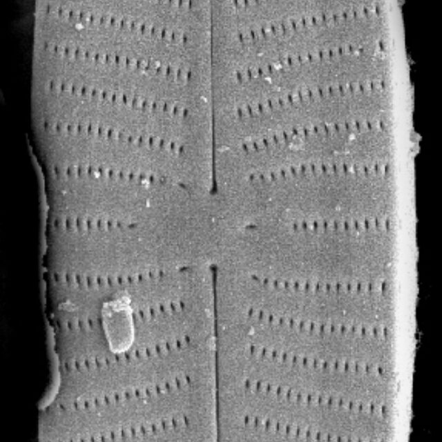 Geissleria punctifera SEM2