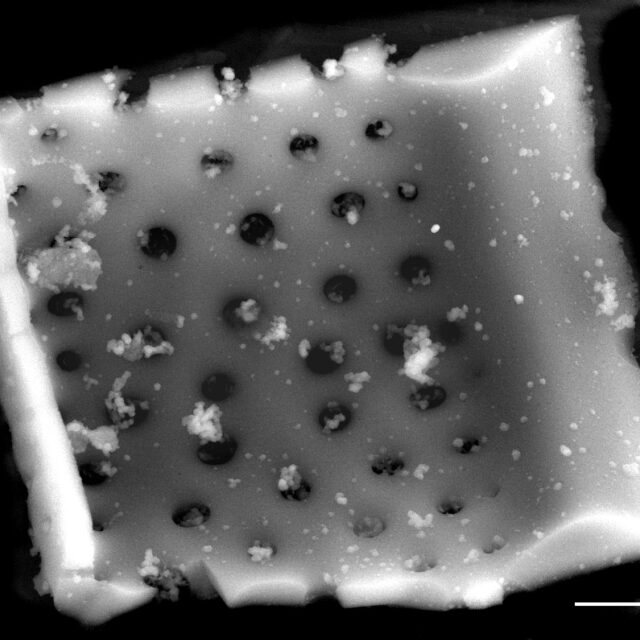 Aulacoseira crassipunctata SEM3