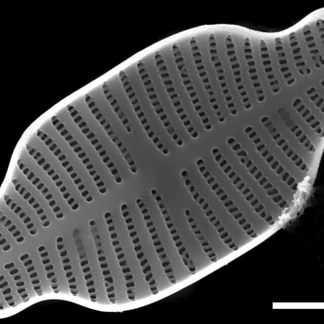 Gogorevia exilis SEM1