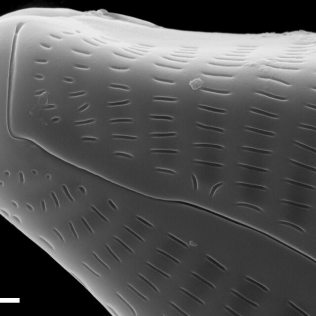 Cymbella turgidula SEM1