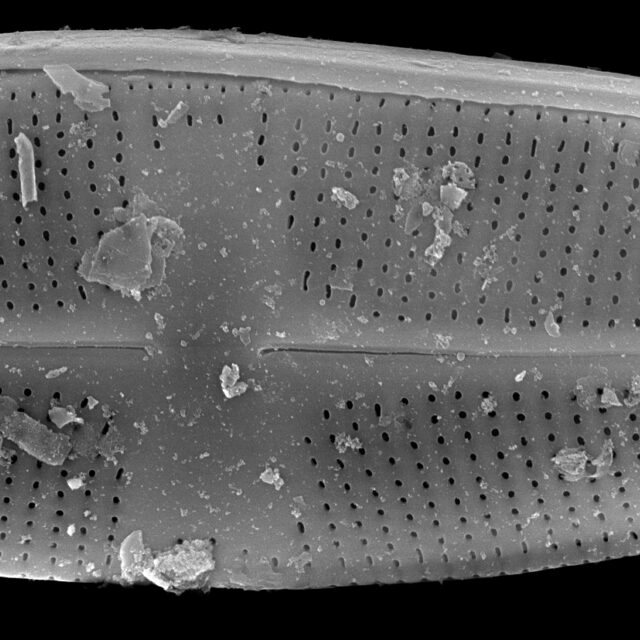 Psammothidium chlidanos SEM1