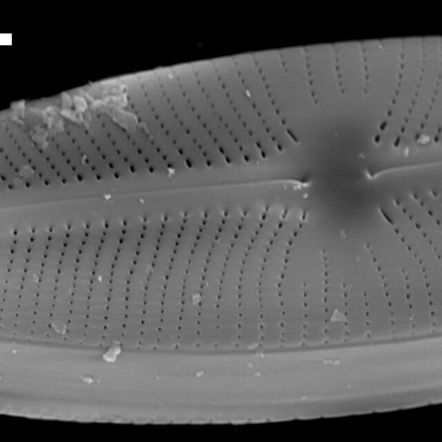 Sellaphora meridionalis SEM2