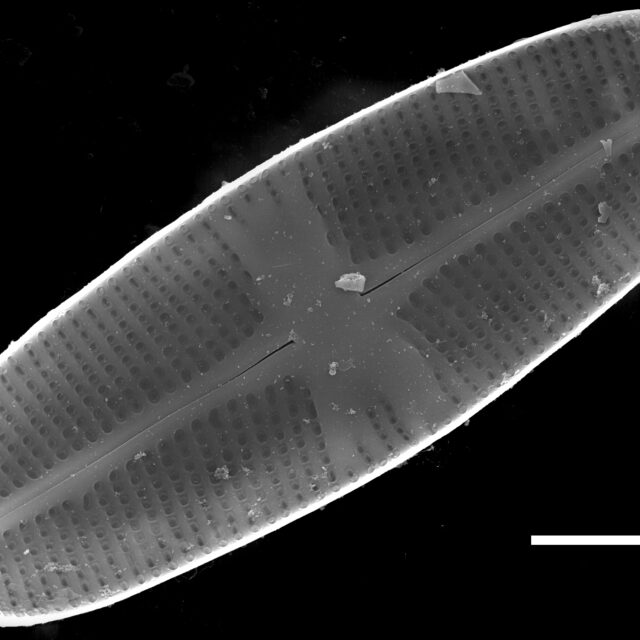 Psammothidium chlidanos SEM3