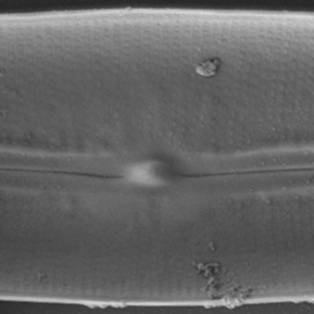 Frustulia latita SEM2